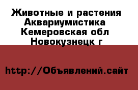 Животные и растения Аквариумистика. Кемеровская обл.,Новокузнецк г.